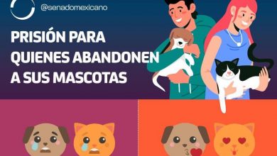 Photo of Prisión para quienes abandonen a sus mascotas